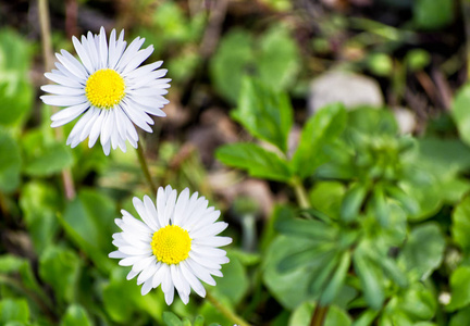 两朵白色 oxeye 菊花的软焦点自然春白菊, 菊科, Asterales