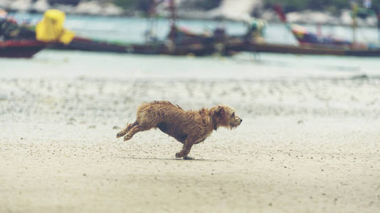 在沙滩上玩耍的狗