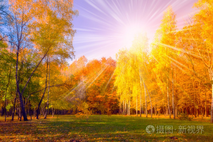 瀑布树和太阳