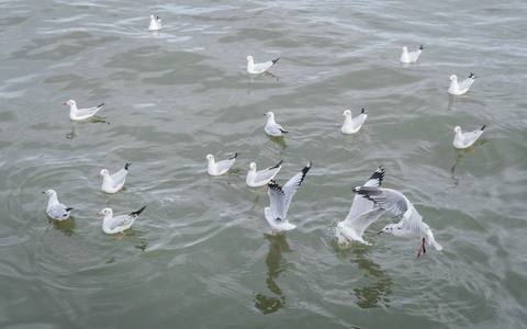 在邦浦海鸥鸟