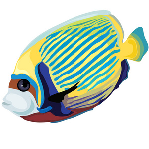 黄色和蓝色条纹的热带鱼孤立