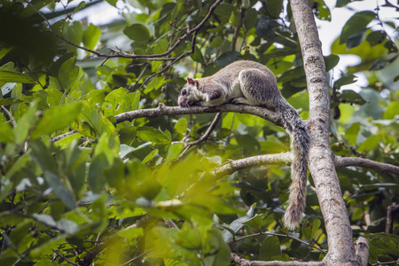 头发花白的巨松鼠在 Mynneriya 国家公园，斯里兰卡
