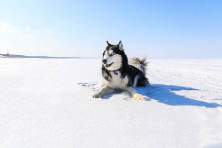 雪撬狗在结冰的海湾在冬天图片