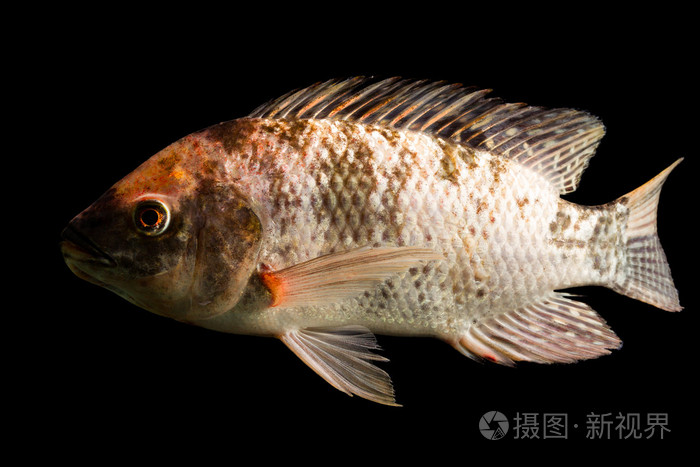 发现棕色罗非鱼鱼照片-正版商用图片0n2n8r-摄图新视界