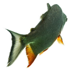 盖巨脂鲤 pacu 鱼照片