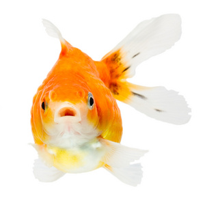 少年的狮头金鱼图片