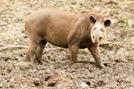 南美貘貘类动物蒺藜图片