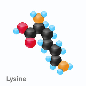 赖氨酸的分子, 赖氨酸, 氨基酸在蛋白质合成中的应用