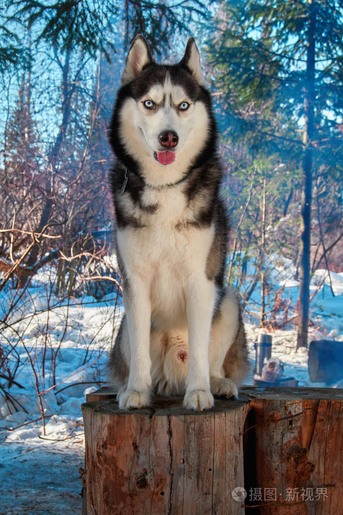 在冬季森林的树桩上坐着的肖像西伯利亚哈士奇