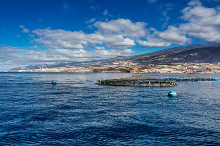 在西班牙特内里费岛西海岸聚集的近海渔场。在这些饲养笼中养殖鲈鱼和普通鲷。这种养殖方式在金丝雀周围很常见。