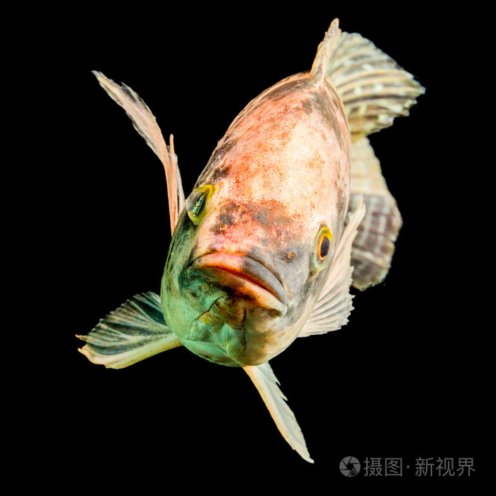 斑点的罗非鱼鱼