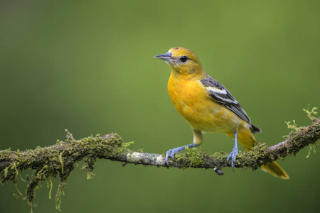 北黄鹂黄疸 galbula, 美丽的橙色黄鹂从中美洲森林, 哥斯达黎加