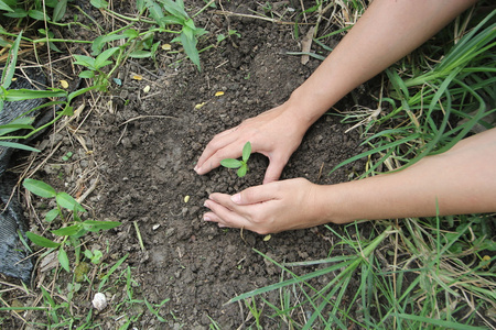年轻壁球植物被移植照片