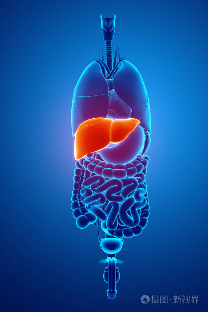 3d渲染的男性肝脏解剖