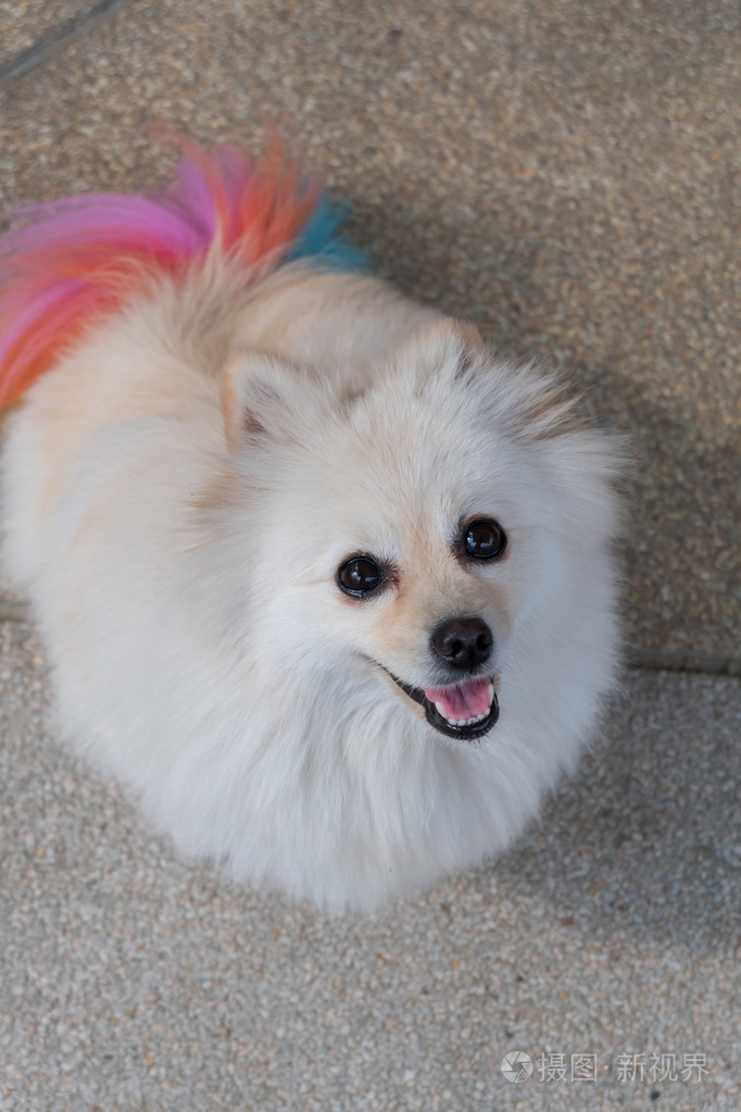 白色的博美犬狗美容与色彩缤纷的尾巴 可爱的宠物照片 正版商用图片0n2x7i 摄图新视界 白色的博美犬狗美容与色彩缤纷的尾巴 可爱的宠物照片 正版商用图片0n2x7i 摄图新视界