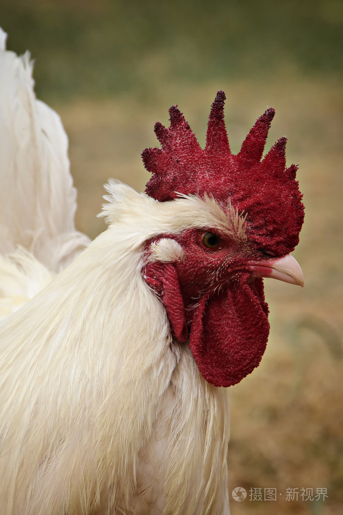 一只公鸡的肖像
