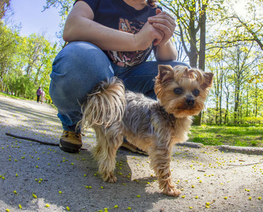 夏约克郡小猎犬画像在春天时间公园