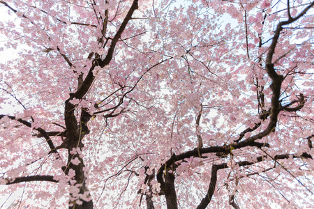 非常美丽的日本樱花樱花
