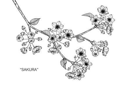樱花飘落素描图樱花画插图照片