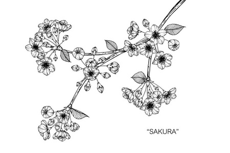 樱花飘落素描图图片-樱花飘落素描图素材-樱花飘落素描图插画-摄图新
