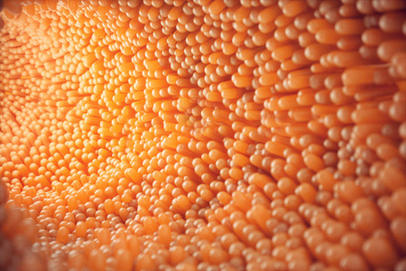 图示特写小肠绒毛.肠道衬里.显微绒毛和毛细血管.人类肠道.