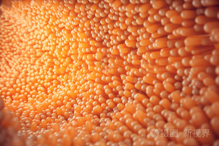 3d图示特写小肠绒毛肠道衬里显微绒毛和毛细血管人类肠道健康或病态的