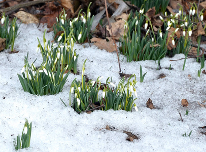 雪花莲打破冰雪融化图片