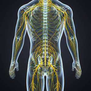 带淋巴结的神经系统照片