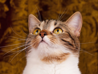 可爱的成年猫咪图片