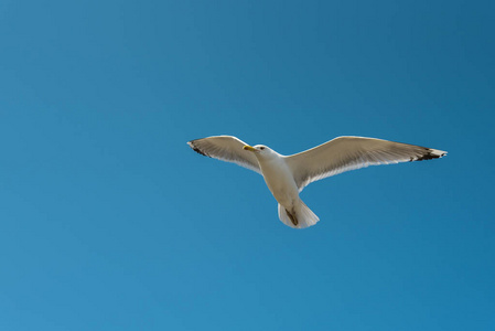 在蓝色的天空中飞行海鸥