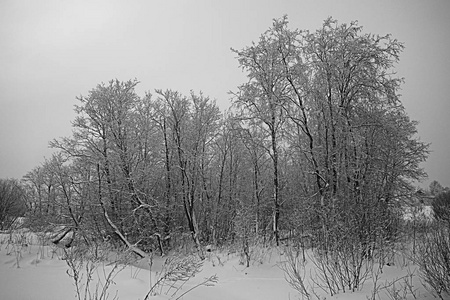 白雪皑皑的冬季风景图片