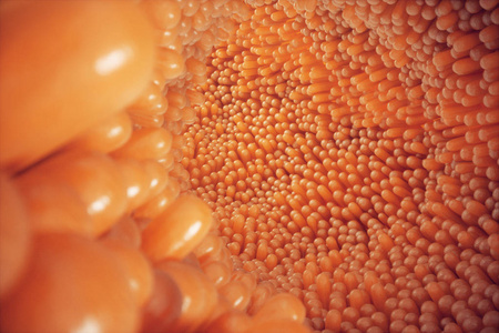 图示特写小肠绒毛.肠道衬里.显微绒毛和毛细血管.人类肠道.