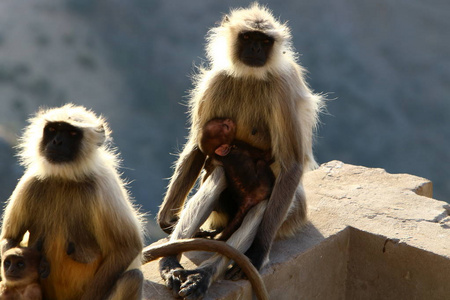 猴子对山普什卡