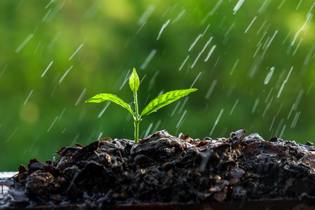 绿豆芽在雨中