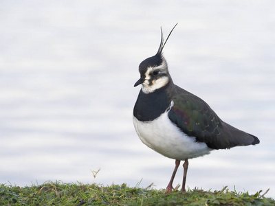 北田凫，vanellus vanellus