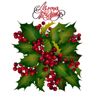 冬青浆果设计图片