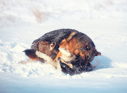 两只狗在雪地上玩