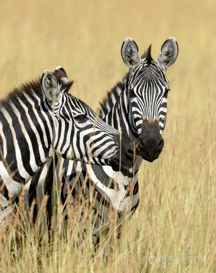 在非洲草原上的斑马