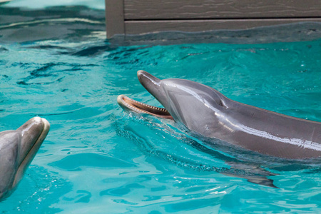 海豚在大水池里游泳