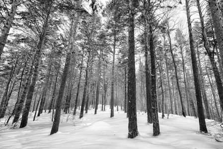 冬天森林里积雪覆盖着松树。冬天森林与树。黑白图像