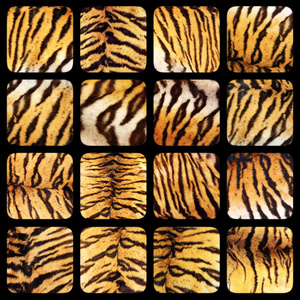 真正的老虎皮毛纹理的集合图片