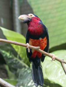 塞内加尔利比亚鸟。它是一群啄木鸟的鸟族。在嘴的基地强烈被开发的刚毛 因此名字。在非洲亚洲和美洲的热带森林中常见