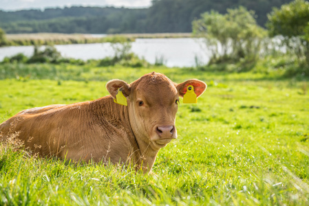 小牛在绿色的草地