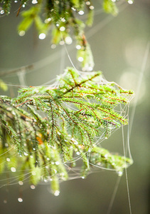在森林里的早晨。枞树的分支机构在 web 中的珍珠散落的露水