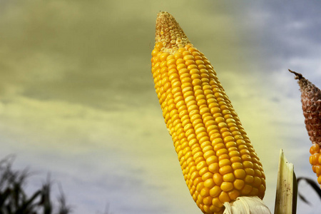 玉米种植领域