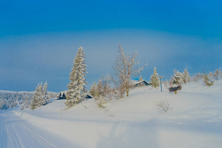 在一个沉重的冬天, 在道路一侧的森林里覆盖着积雪的松树