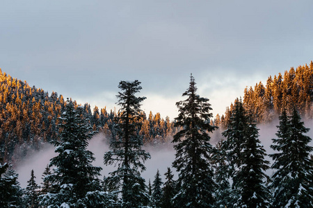 美丽的日落在森林山在冬天不列颠哥伦比亚省加拿大