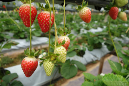 生长在温室里的新鲜草莓