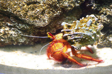 白色斑点hermit crab巨型dardanus