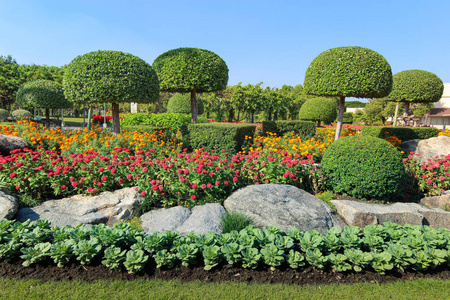 矮树美丽的矮树和花坛摄影图
